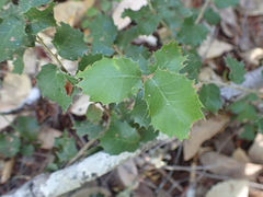 Quercus chrysolepis
