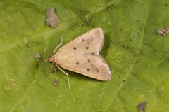 Achyra nudalis