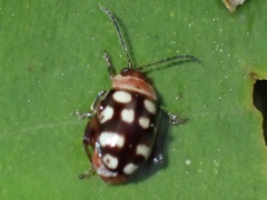 Alagoasa trifasciata