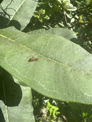 Formicinae