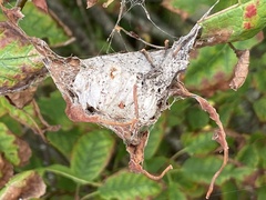 Insecta