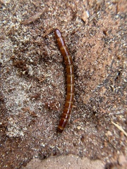 Tenebrioninae