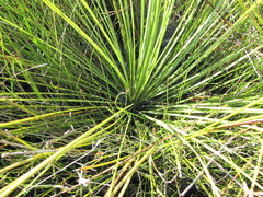Xanthorrhoea fulva