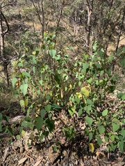 Homalanthus stillingiifolius