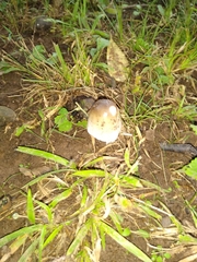 Amanita vaginata