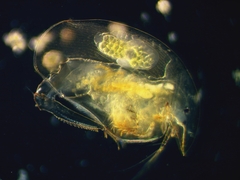 Camptocercus rectirostris