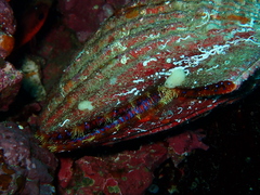Nodipecten magnificus