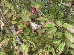 Insecta