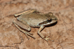 Pseudacris hypochondriaca