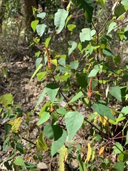 Homalanthus stillingiifolius