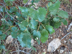 Quercus chrysolepis