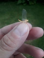 Ephemerella