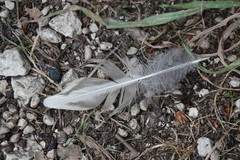 Turdus pilaris