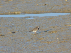 Charadrius hiaticula