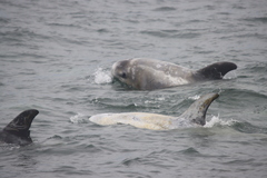 Grampus griseus