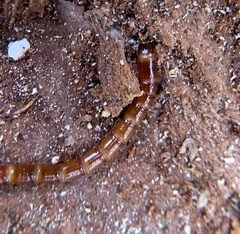 Tenebrioninae