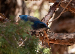 Aphelocoma woodhouseii