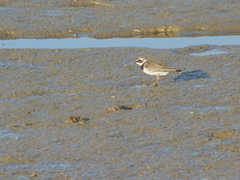 Charadrius hiaticula