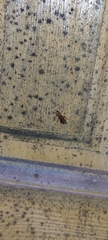Ichneumonoidea