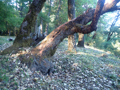 Arbutus menziesii