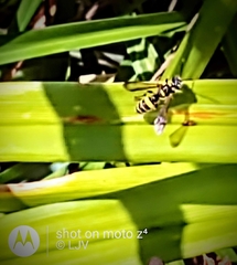 Apoidea