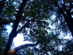Arbutus menziesii
