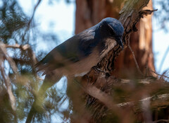 Aphelocoma woodhouseii