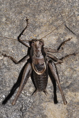 Pholidoptera griseoaptera