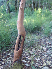 Arbutus menziesii
