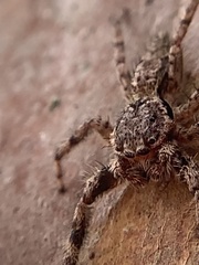 Platycryptus undatus