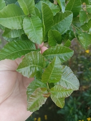 Schinus latifolia