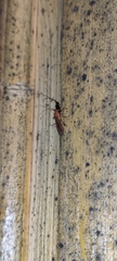 Ichneumonoidea
