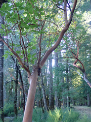 Arbutus menziesii