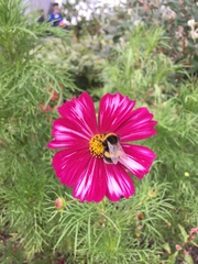 Bombus