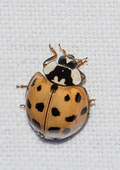 Harmonia axyridis