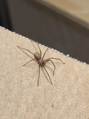 Loxosceles reclusa