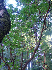 Arbutus menziesii