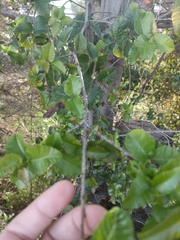 Schinus latifolia