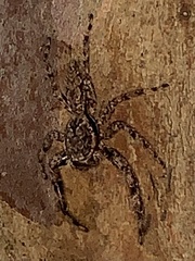 Platycryptus undatus