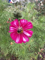 Bombus