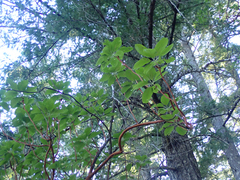 Arbutus menziesii