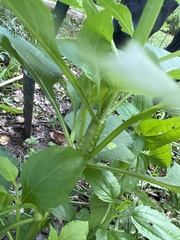 Verbesina occidentalis