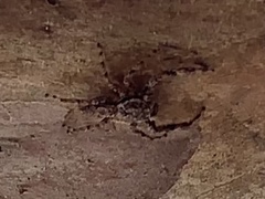 Platycryptus undatus