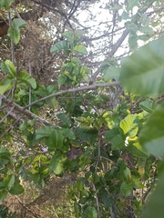 Schinus latifolia