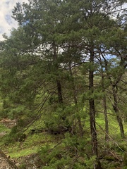 Cupressus lusitanica