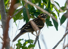 Pheucticus melanocephalus