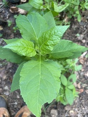 Verbesina occidentalis