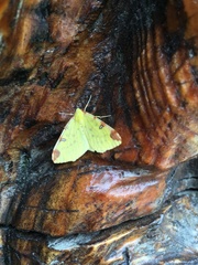 Opisthograptis luteolata