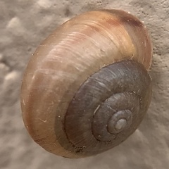 Bradybaena similaris