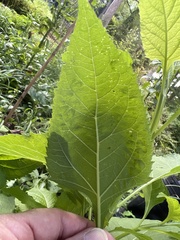 Verbesina occidentalis